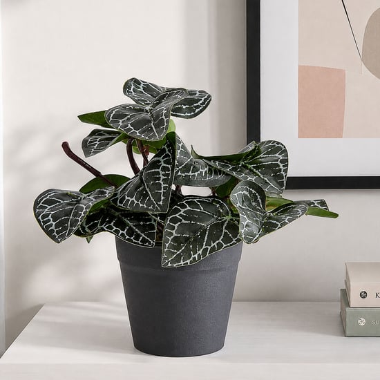 Corsica Gloria Artificial Nerve Plant in Pot