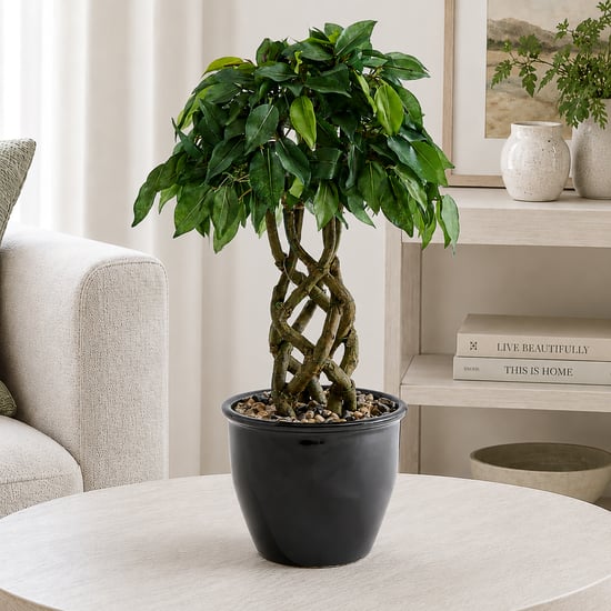Corsica Gloria Artificial Ficus Braided Trunk Plant in Ceramic Pot
