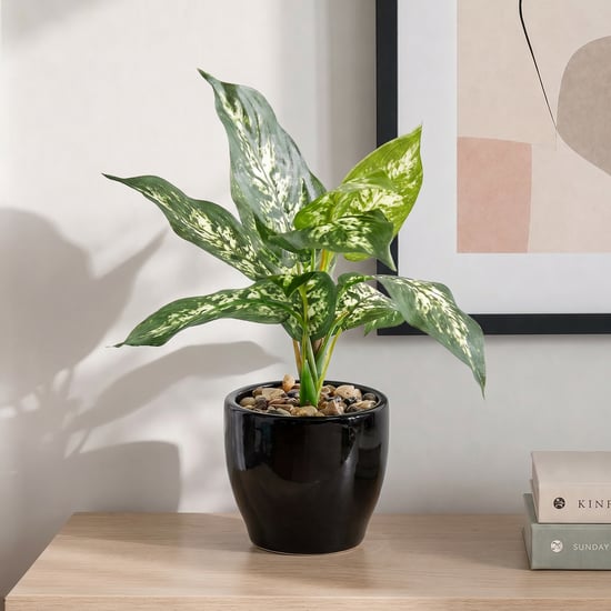 Corsica Gloria Artificial Dieffenbachia Plant in Ceramic Pot