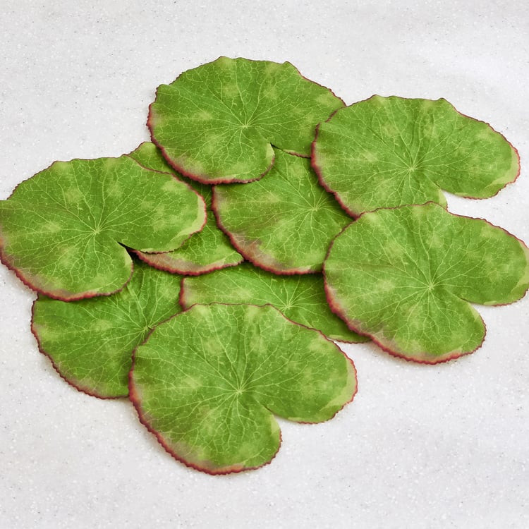 Gloria Hover Set of 9 Fabric Floating Lotus Leaves