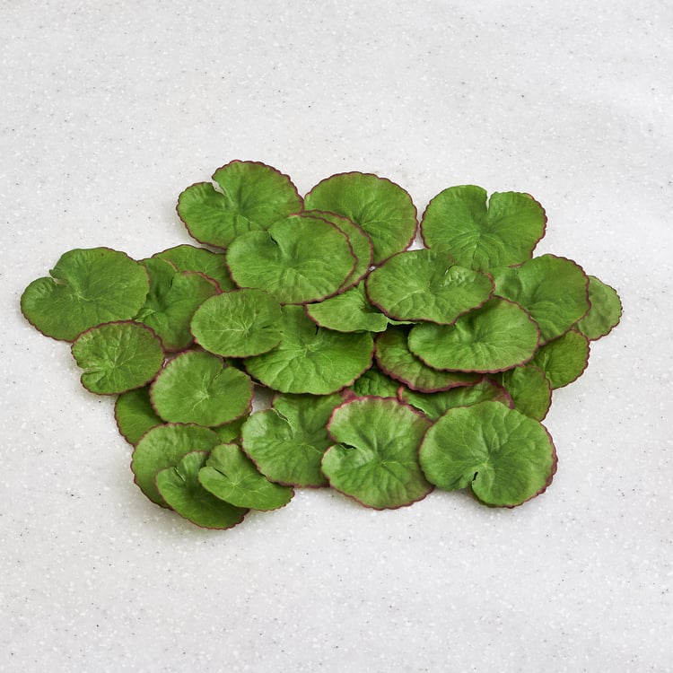 Gloria Hover Set of 30 Fabric Floating Lotus Leaves