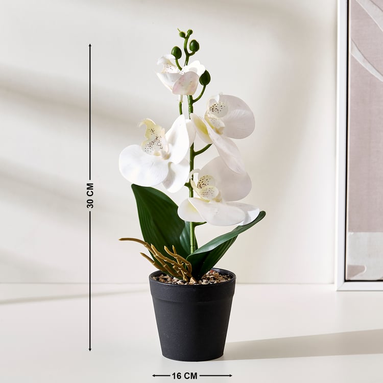 Corsica Gloria Artificial Phalaenopsis Orchids in Pot
