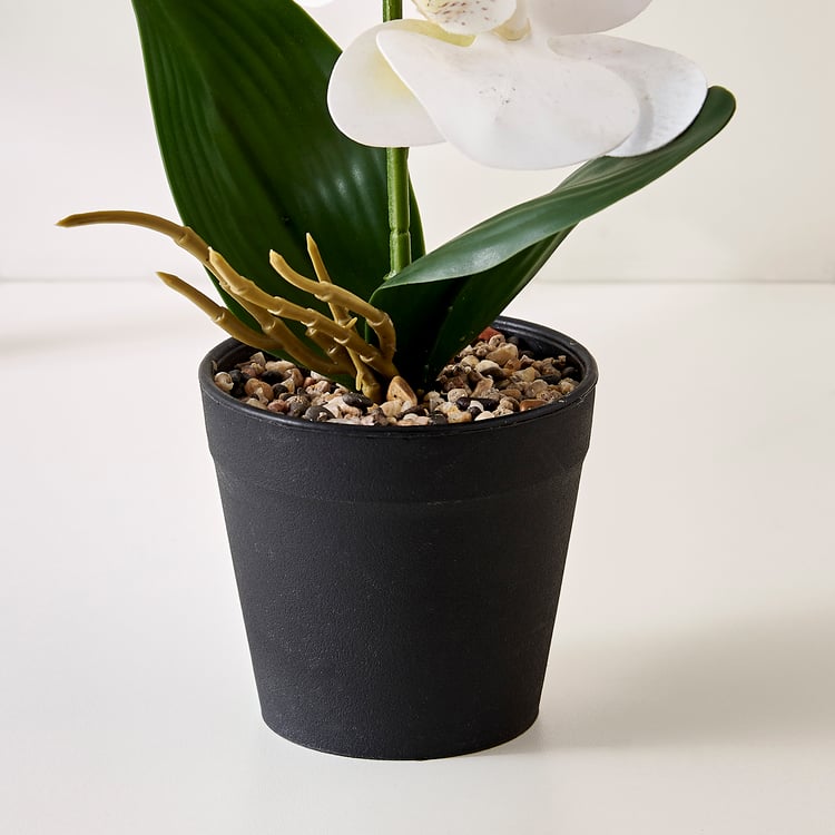 Corsica Gloria Artificial Phalaenopsis Orchids in Pot