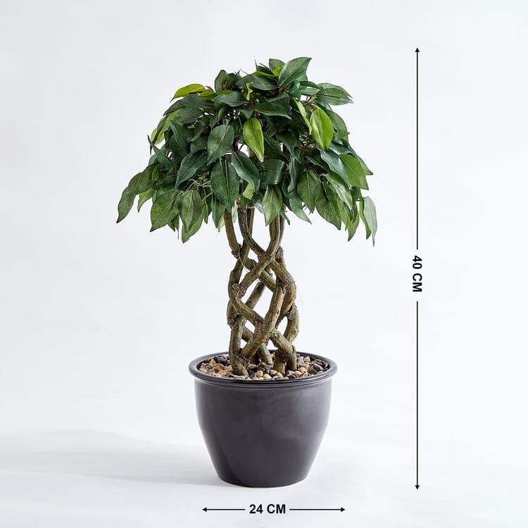Corsica Gloria Artificial Ficus Braided Trunk Plant in Ceramic Pot