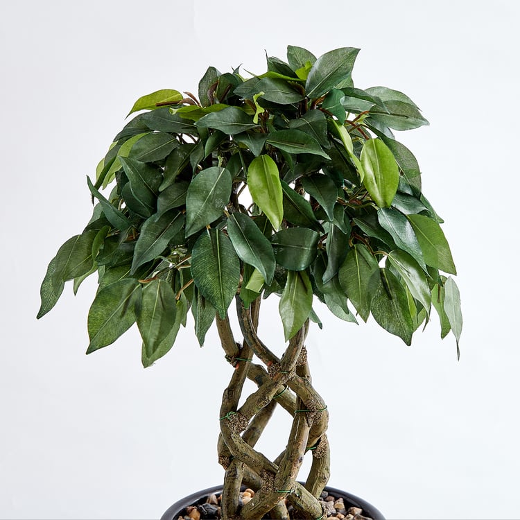 Corsica Gloria Artificial Ficus Braided Trunk Plant in Ceramic Pot