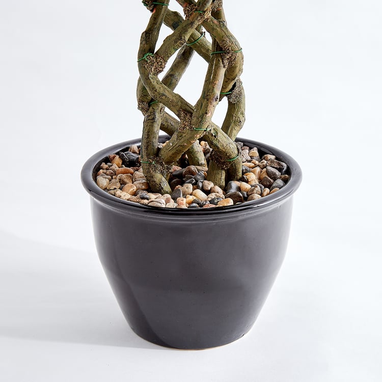 Corsica Gloria Artificial Ficus Braided Trunk Plant in Ceramic Pot